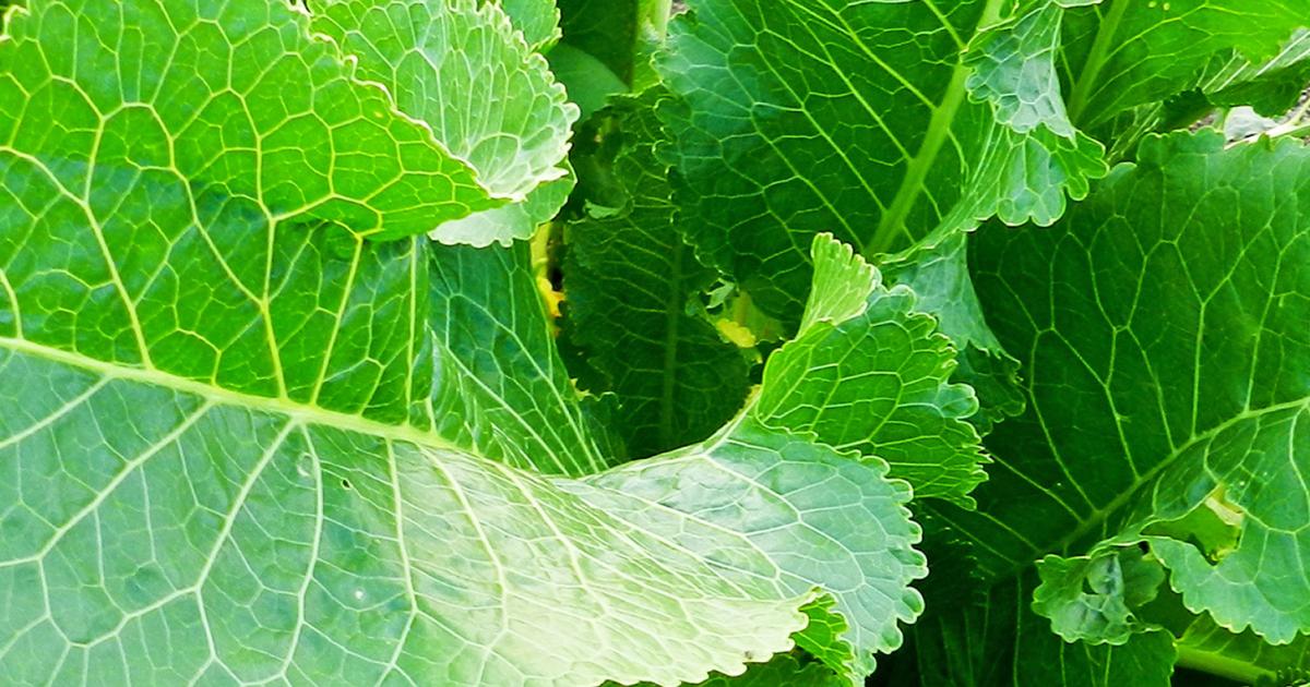 Which Weeds Are Edible A Guide Love The Garden