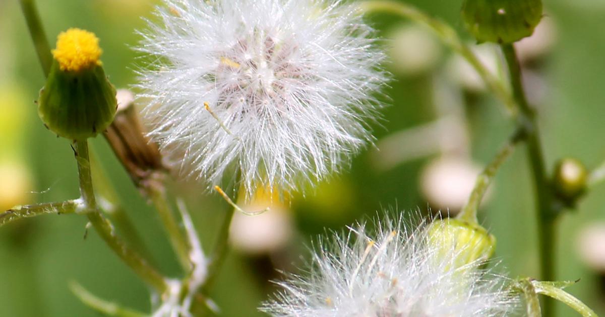 white weed flower