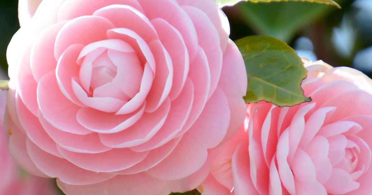 Ericaceous soil explained What is ericaceous compost