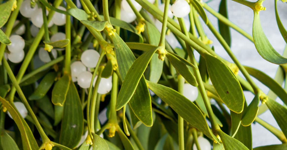 mistletoe poisonous to dogs