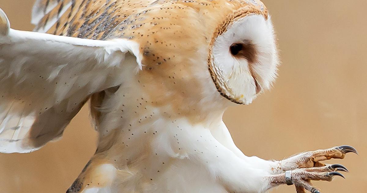 18 amazing facts about birds | lovethegarden 18 amazing facts about birds | lovethegarden