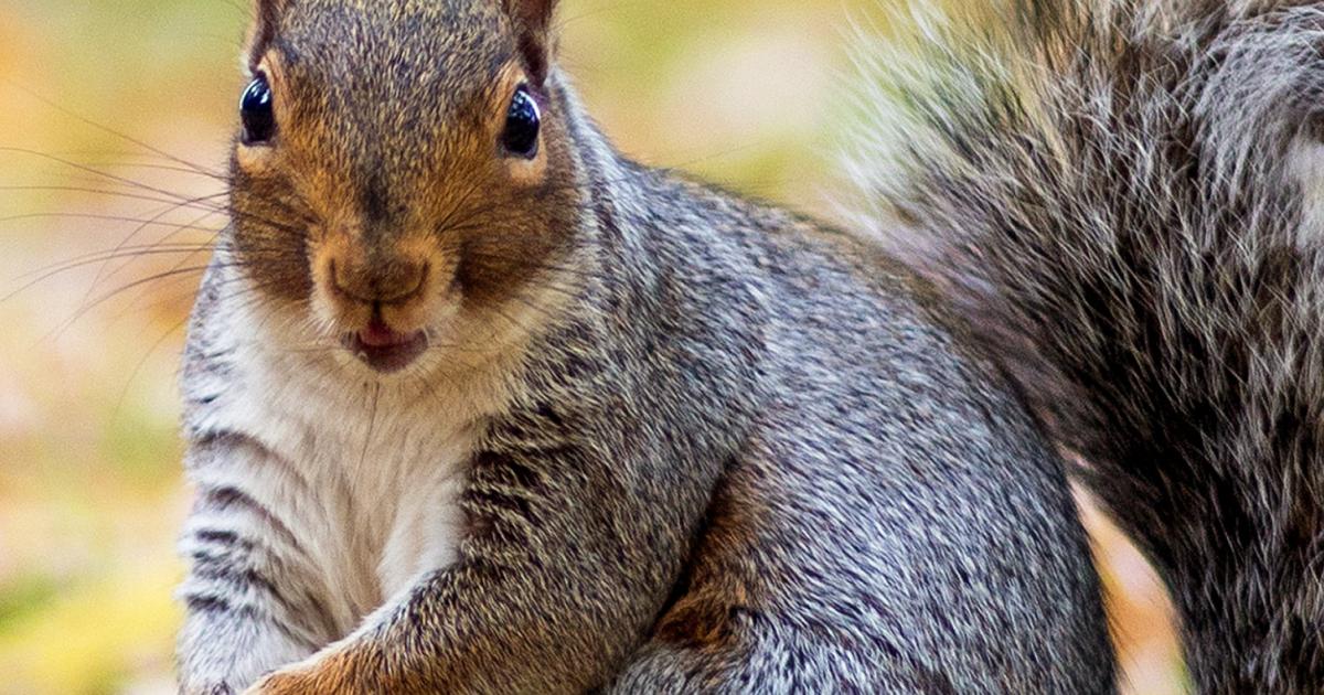 Do squirrels hibernate? | lovethegarden