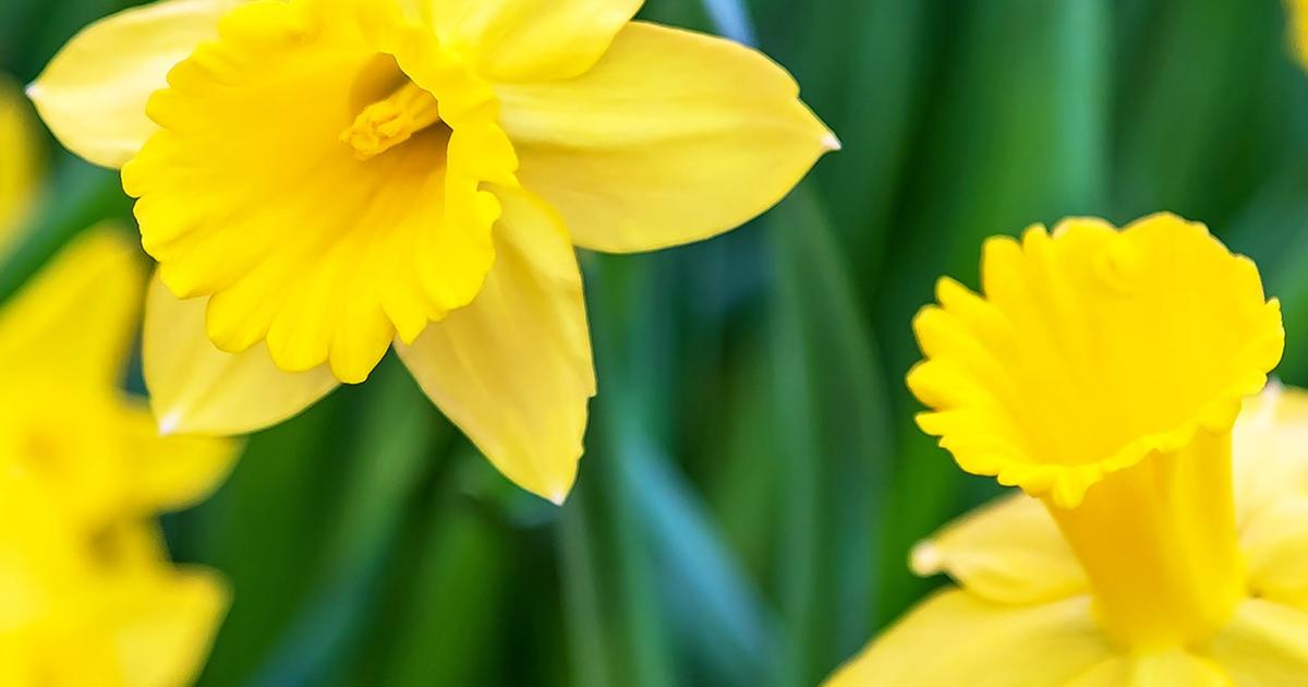 European National Flowers lovethegarden