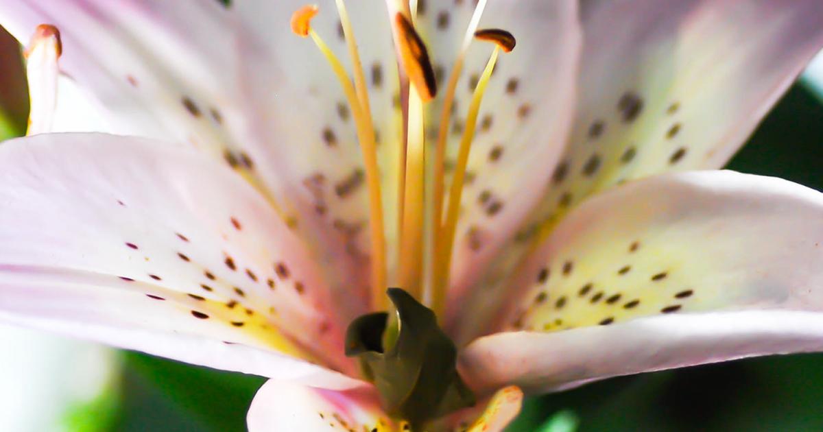 The meaning behind plants and flowers lovethegarden