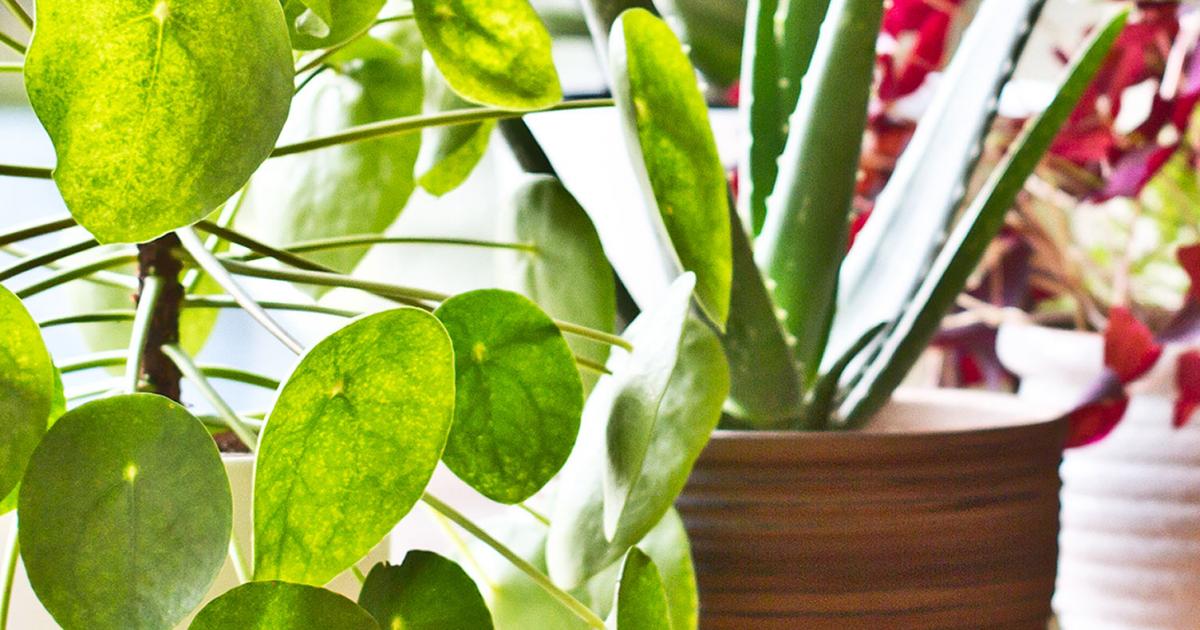 Nasa air sales purifier plants