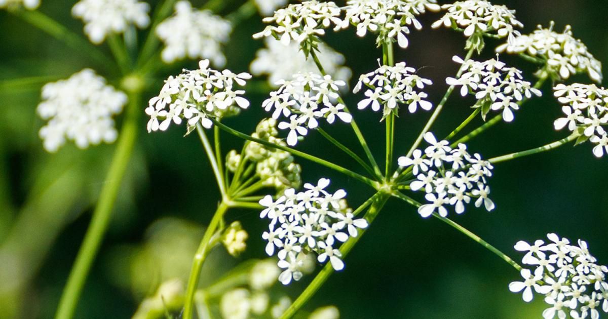 The Top 10 World's Deadliest Plants Love The Garden