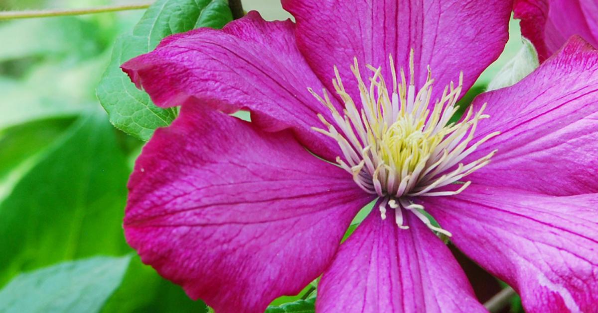 13 Flowers For A Scented Summer Garden, Fragrant Garden Plants Uk