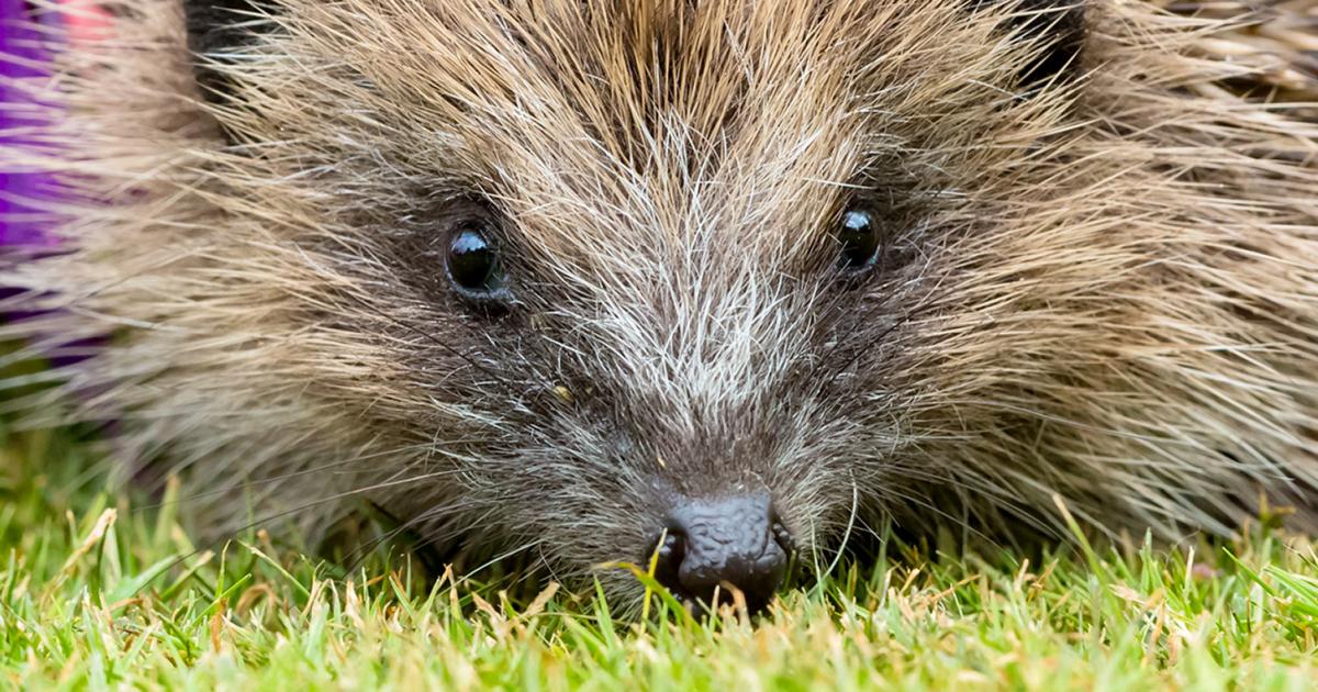 Hedgehog friendly gardens | lovethegarden