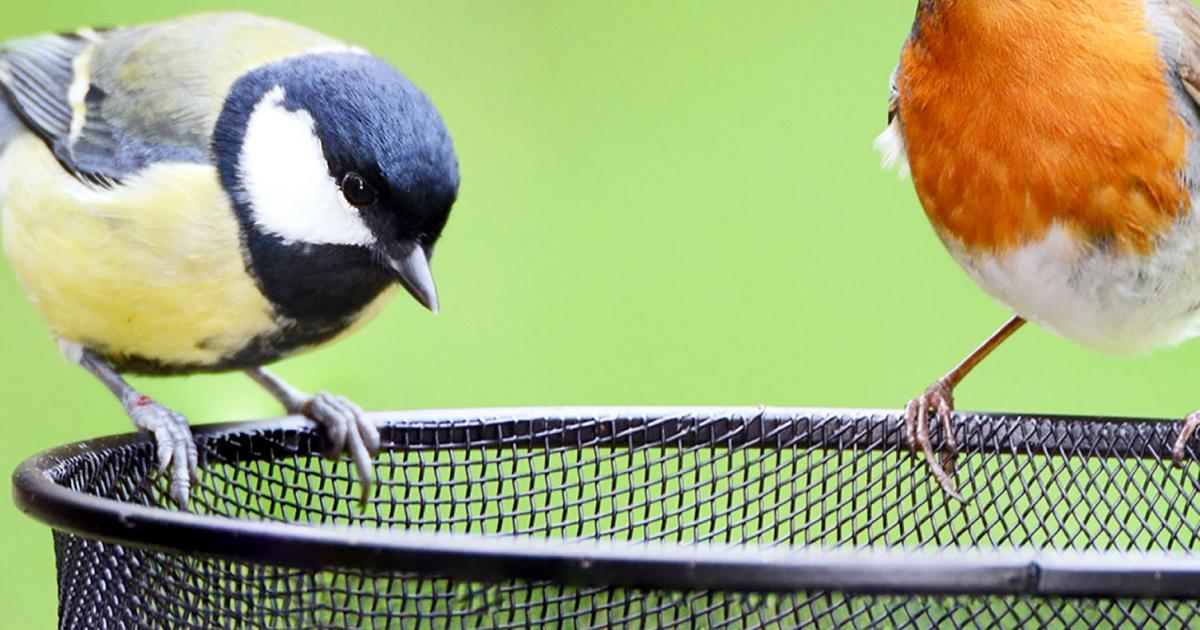 Helping Wildlife Through the Winter | Love The Garden Helping Wildlife Through the Winter | Love The Garden