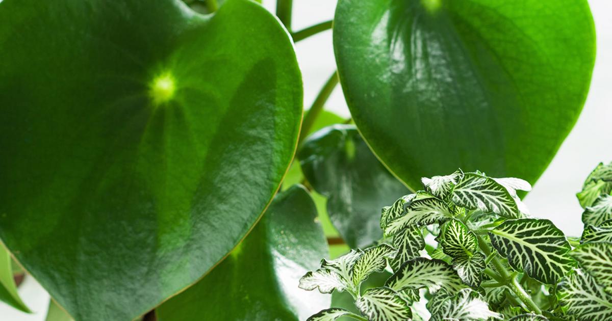 Indoor Gardening Bringing Nature Into Your Home Love The Garden