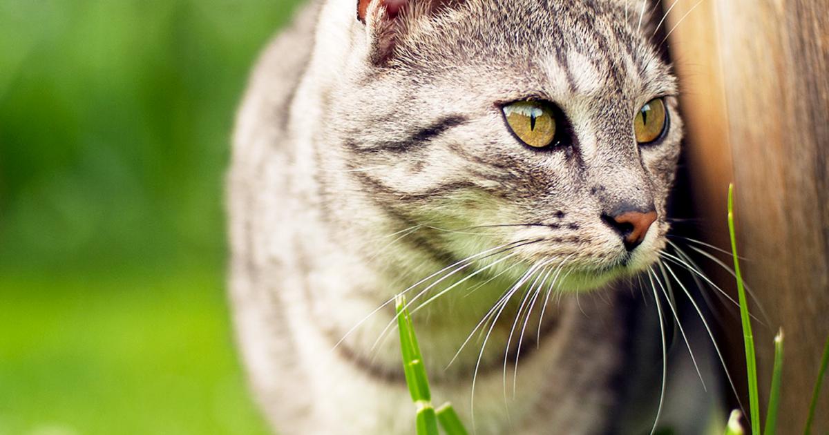 Is My Cats Poop Normal Cat Poop Chart With Pictures