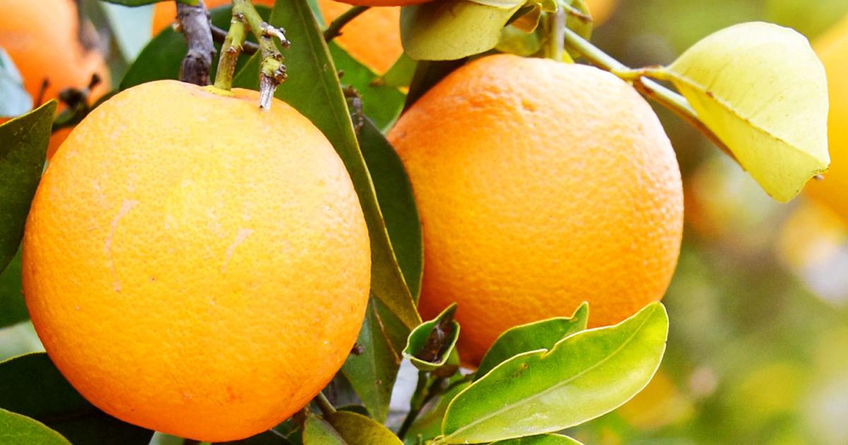 Oranges are not the only fruit Love The Garden