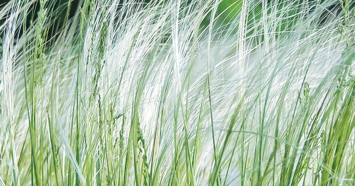 Ornamental Grasses How To Grow Them Love The Garden