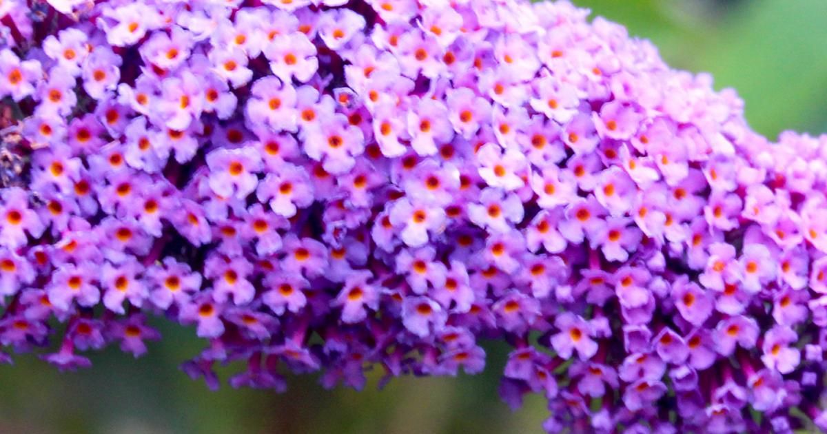 Pruning The Butterfly Bush Buddleia Davidii Lovethegarden