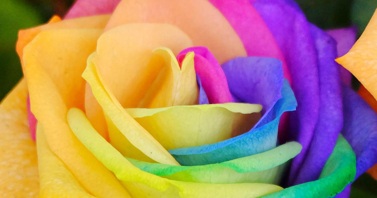 Pictures Of Real Rainbow Flowers, Rainbow Roses, What are they? | Magnaflor® Blog - Pictures of real rainbow flowers.