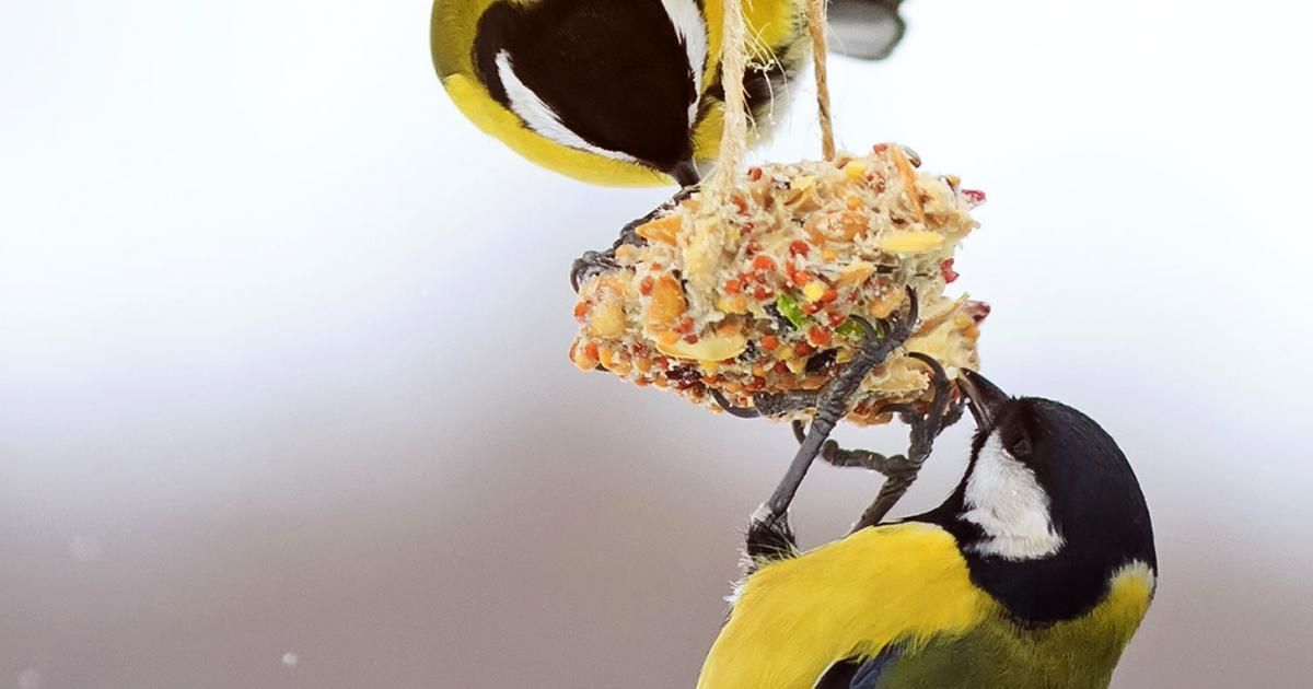 Lifestyle Recipes - Eating Bird Food