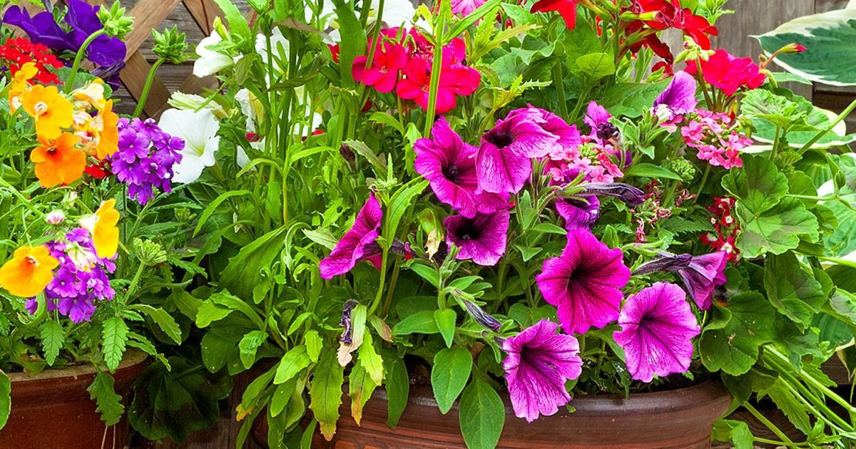 Garden planters and potting plants | Love The Garden