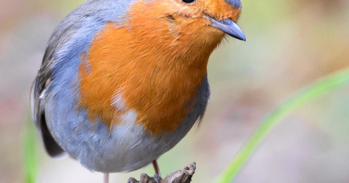 What's the Difference: European Robin vs American Robin - Birds