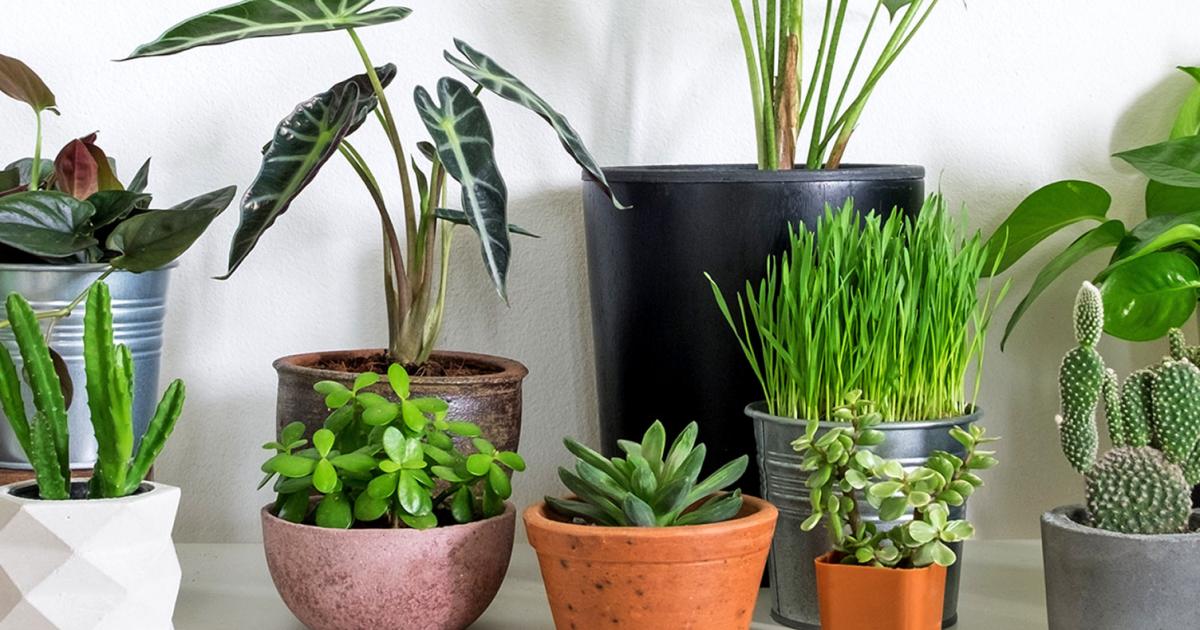 Best indoor plants, best houseplants | Love The Garden