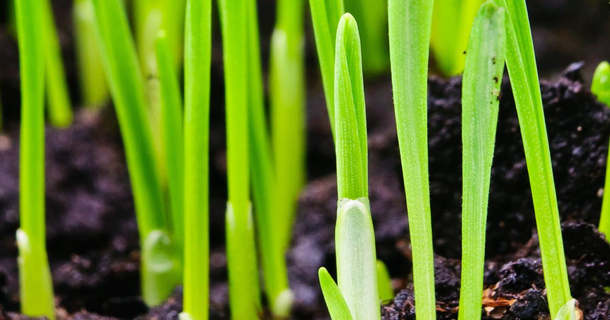 The best time to sow grass seed | lovethegarden