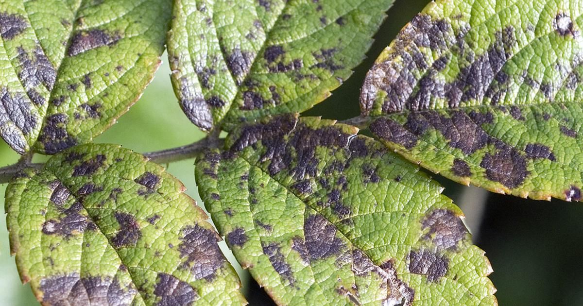 A list of common types of plant fungus | Love The Garden
