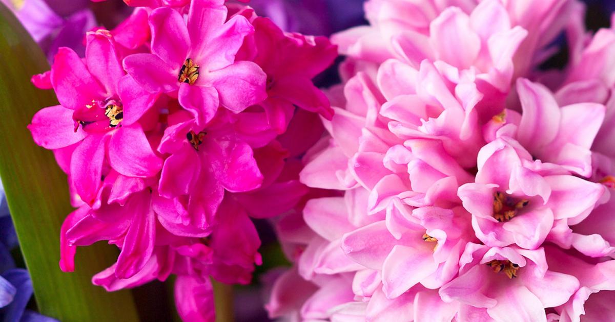 Top 10 Most Popular Spring Bulbs Love The Garden