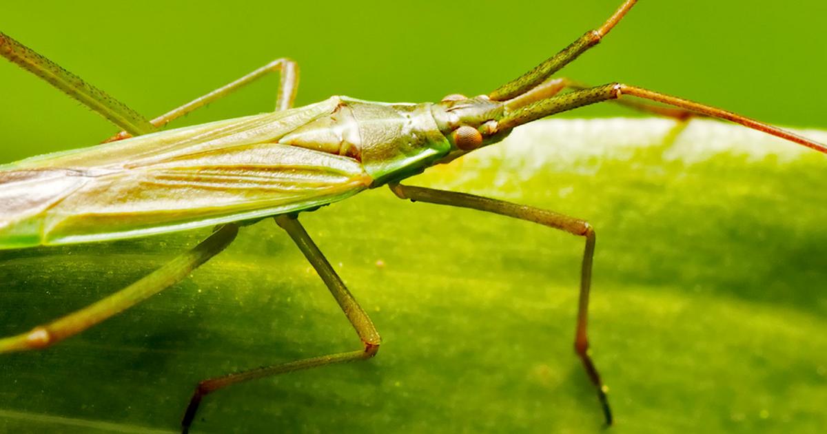 Plant pests | lovethegarden