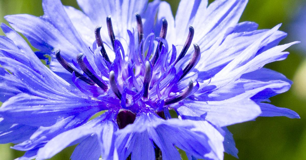 How To Grow and Care For Cornflowers Easily Love The Garden