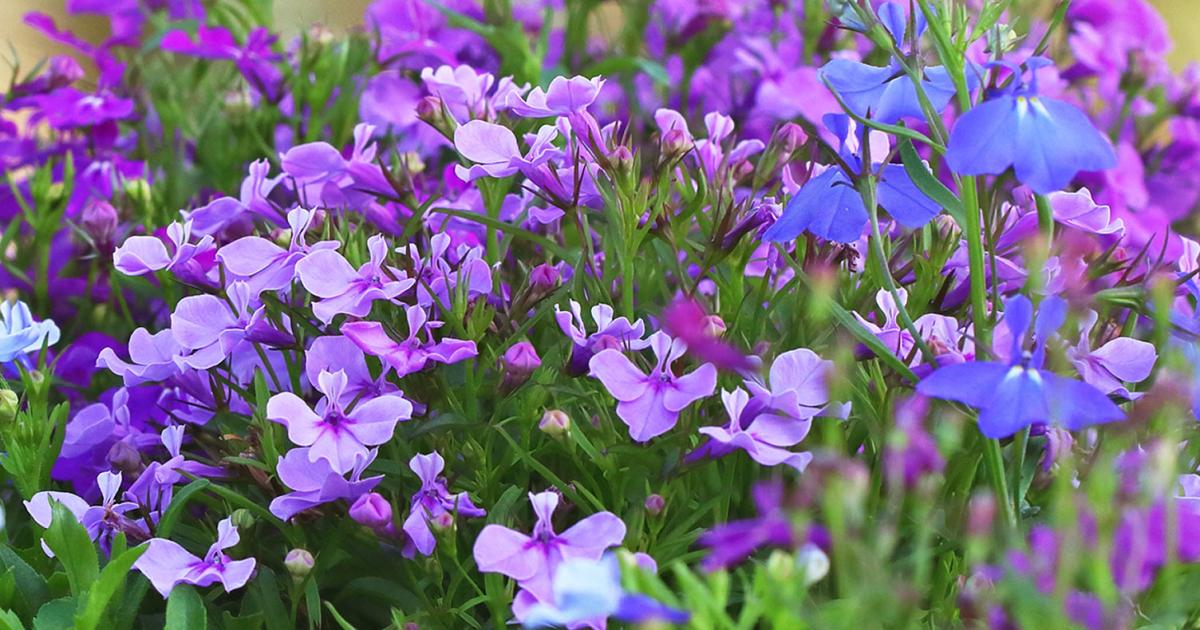 Do Lobelia Come Back Every Year