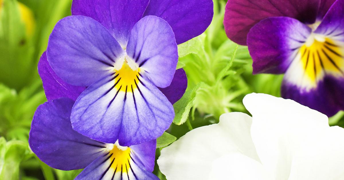 How To Grow Pansies And Violets Lovethegarden