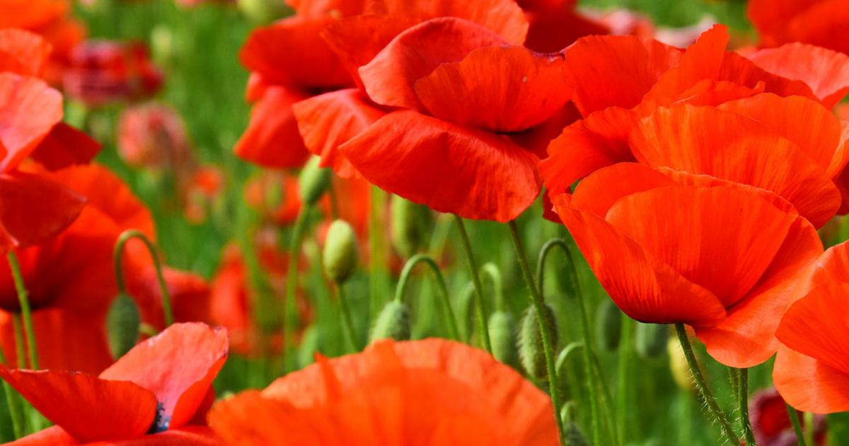 The Prettiest Poppies