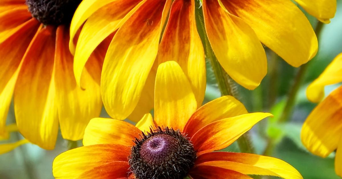 Rudbeckia shop