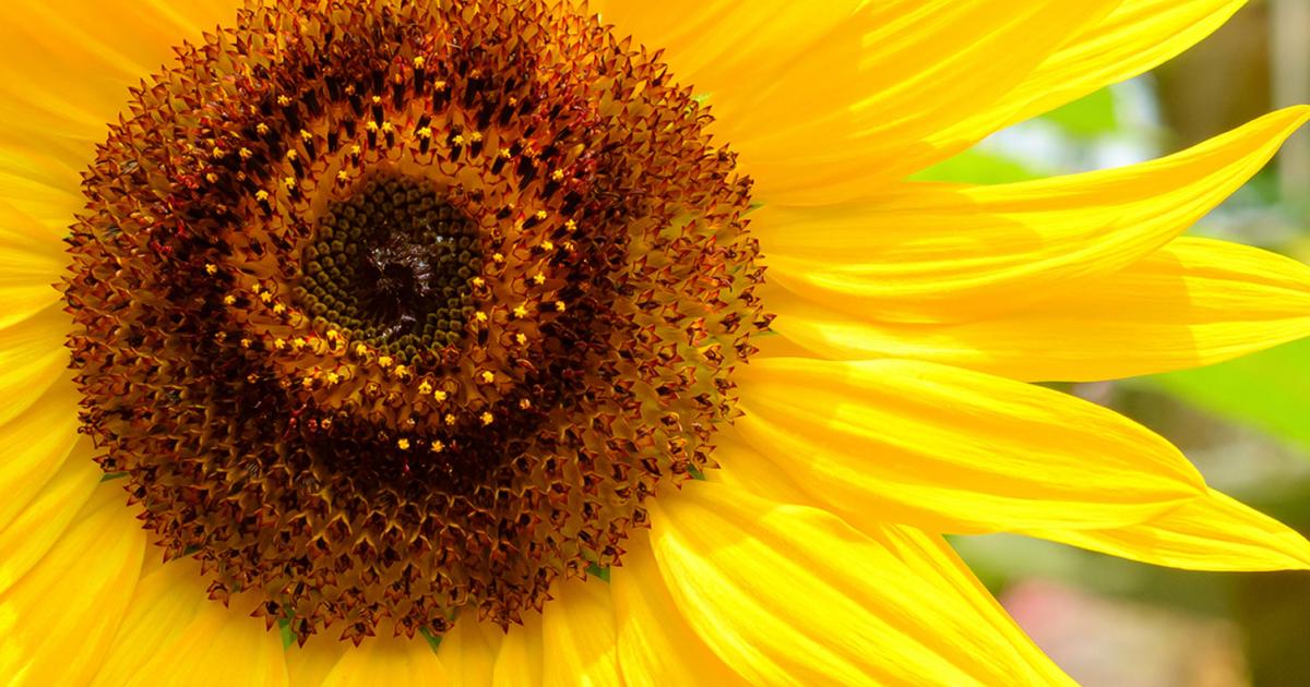 A guide to sunflowers | lovethegarden