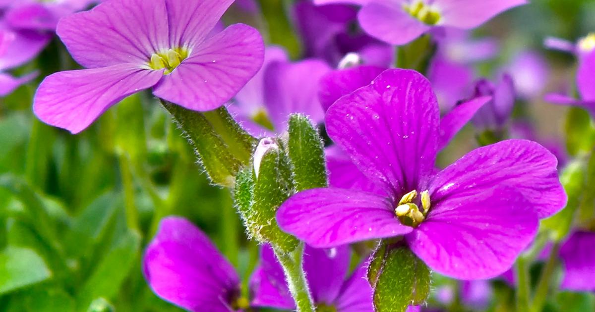 Wallflower plant deals