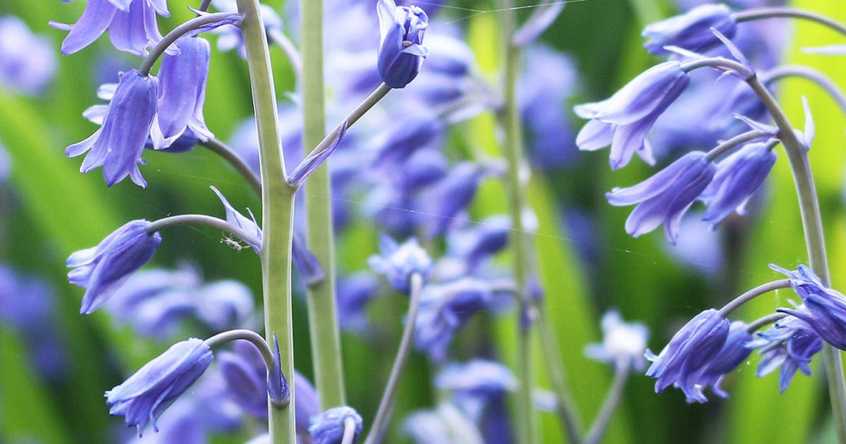 How to grow and care for bluebells | lovethegarden