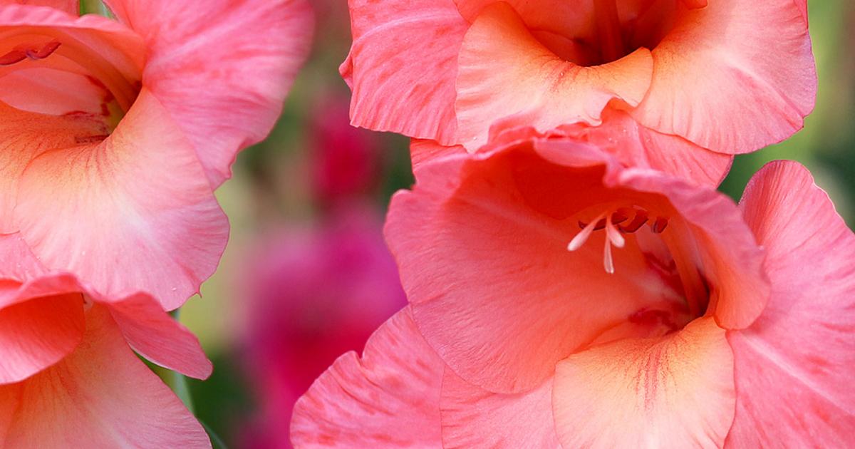 How care for gladioli | lovethegarden