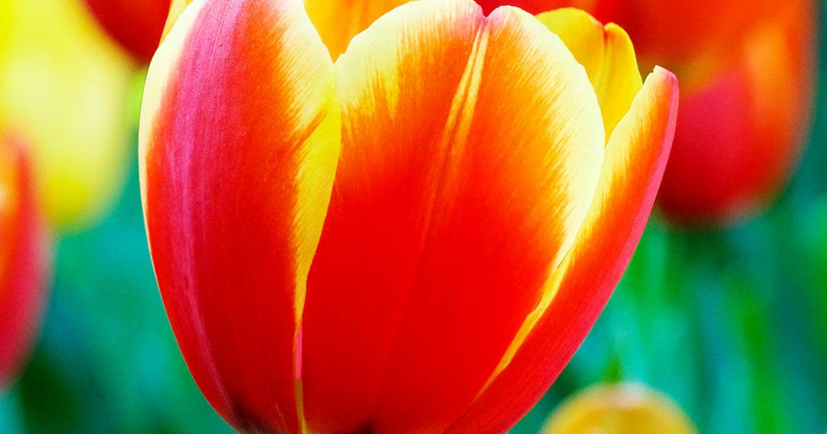 How to grow and care for tulips | lovethegarden