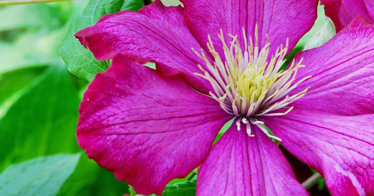 How to grow and care for clematis | lovethegarden