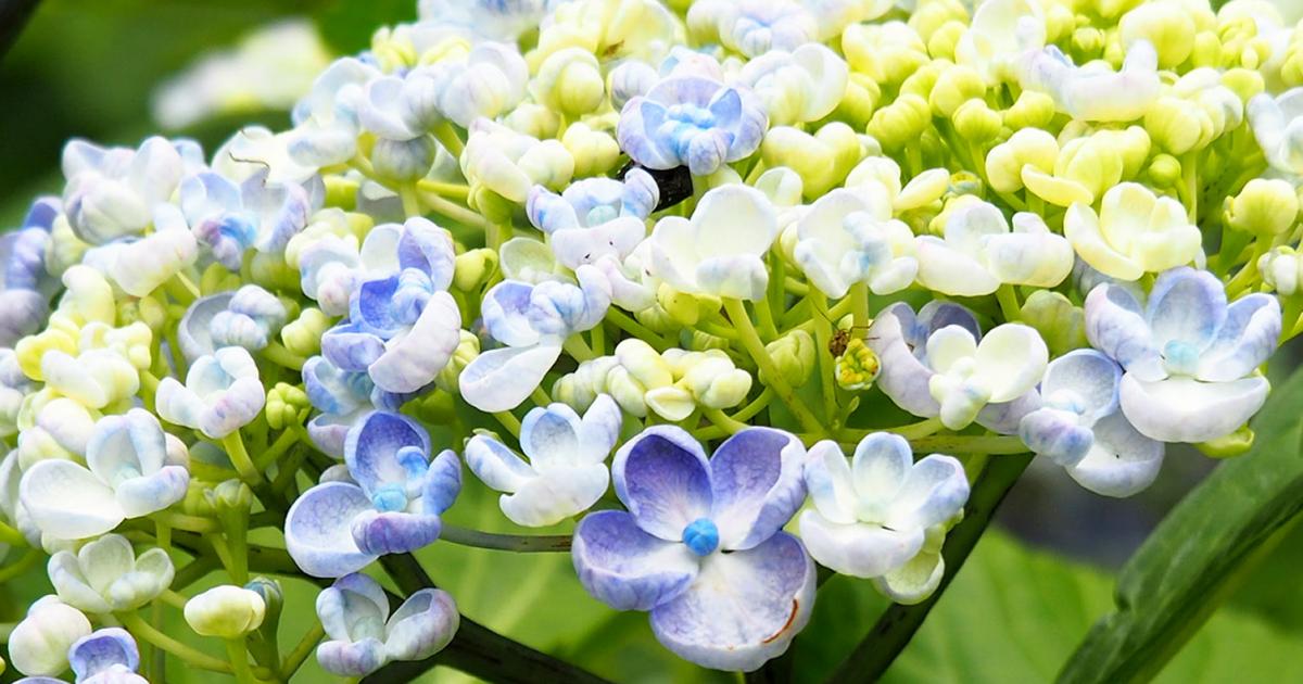A Complete Guide To Hydrangeas Love The Garden