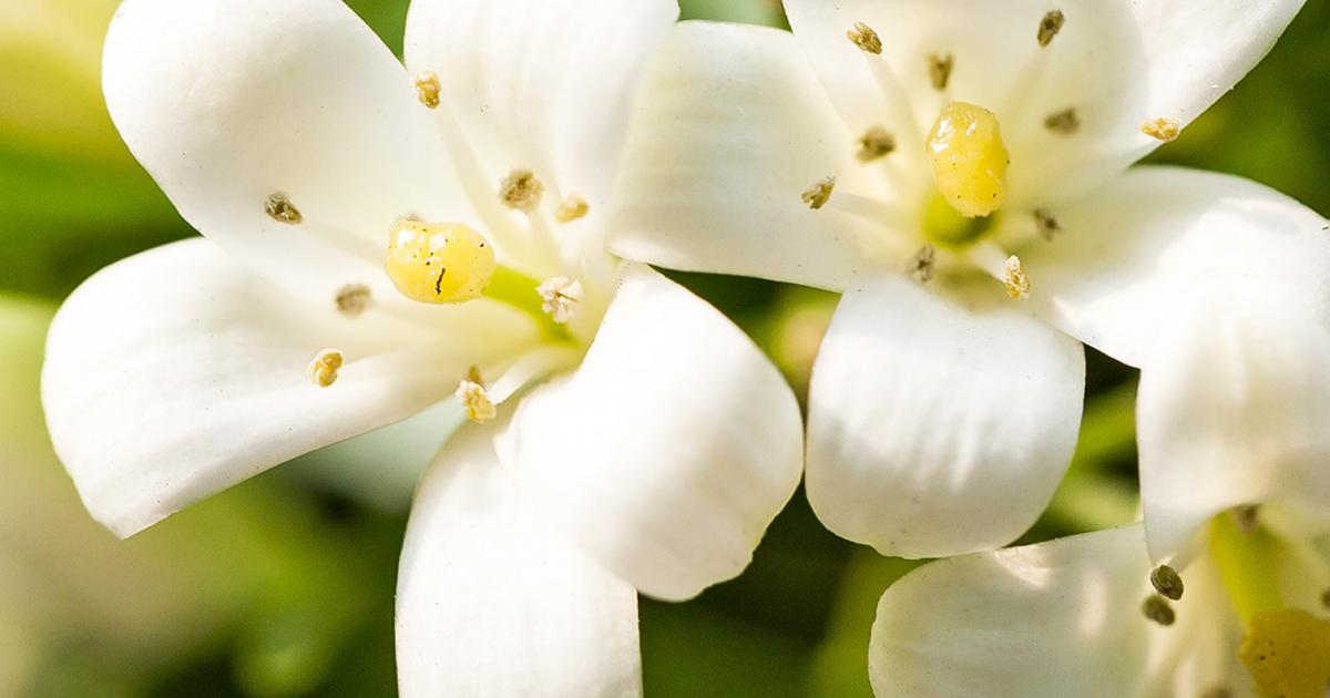 Create your own little heaven growing aromatic jasmine flowers