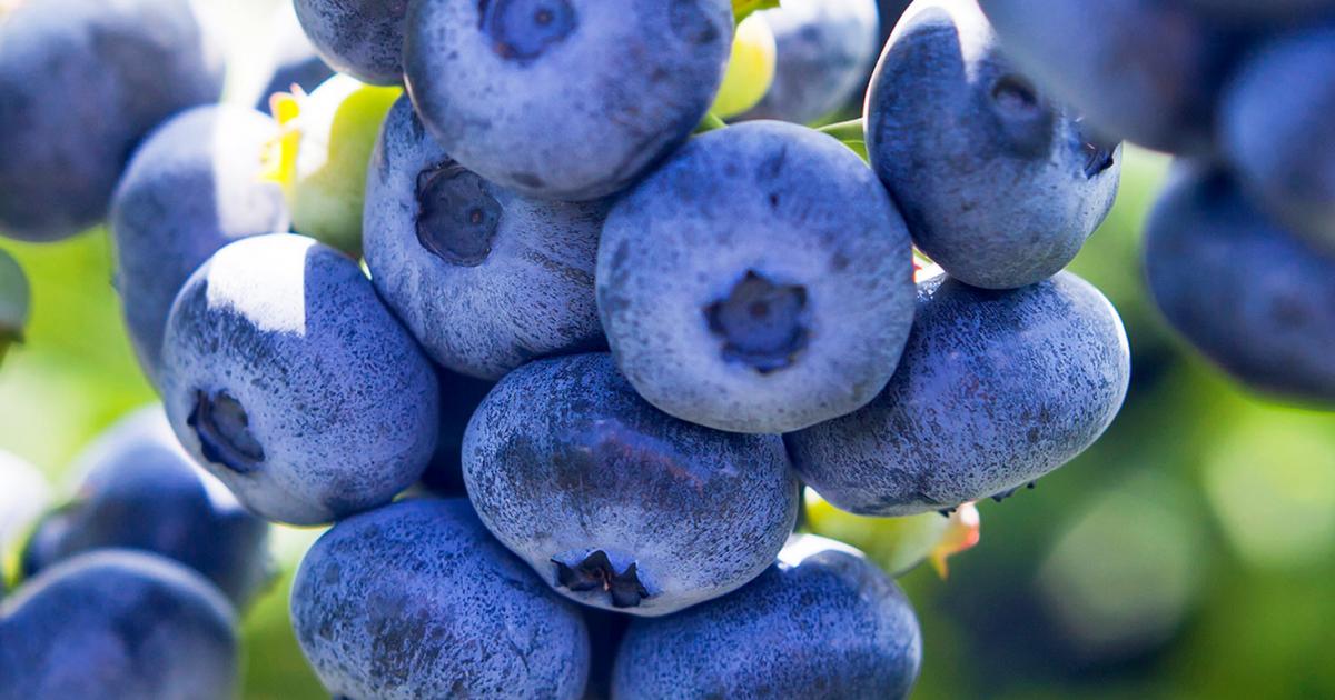 How to grow and care for blueberries | lovethegarden