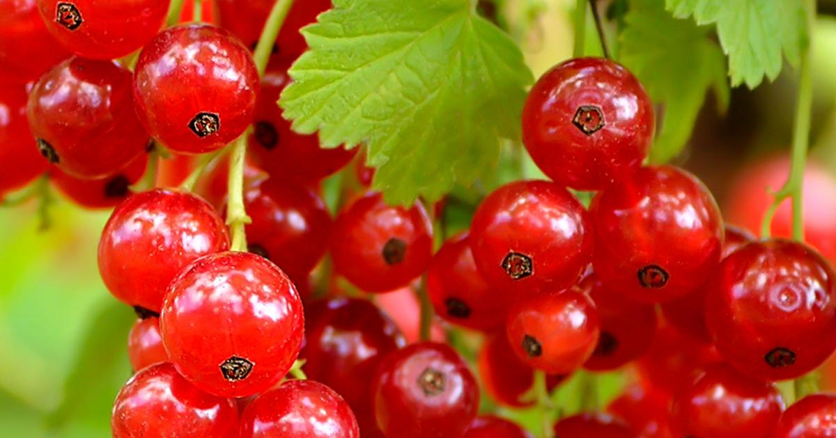 How To Grow Currants Black, Red, and White Love The Garden