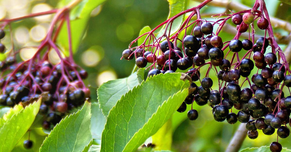 How To Grow And Care For Elder Fruit Lovethegarden