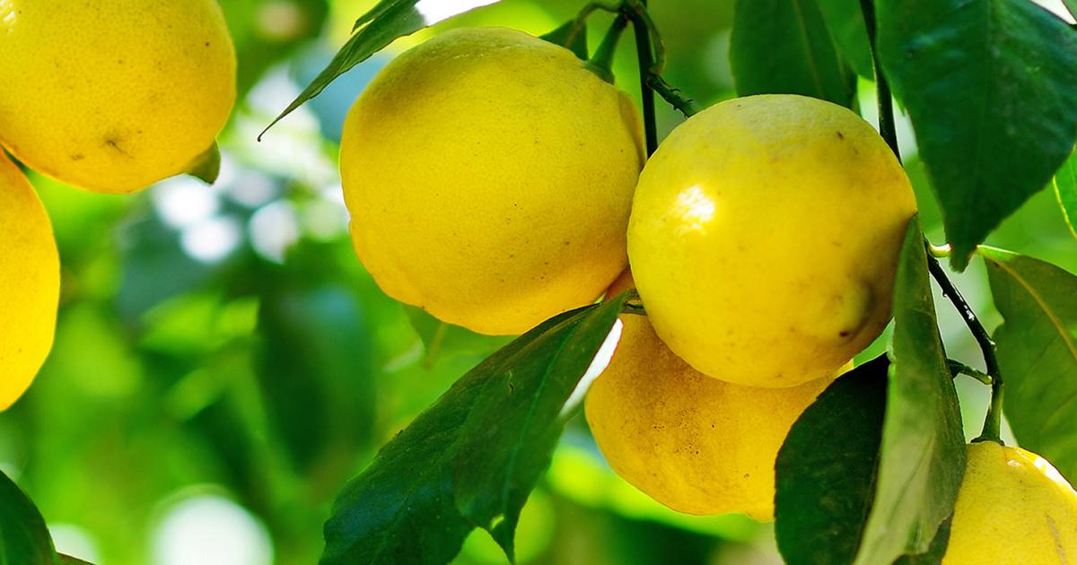 How to grow and care for lemons lovethegarden