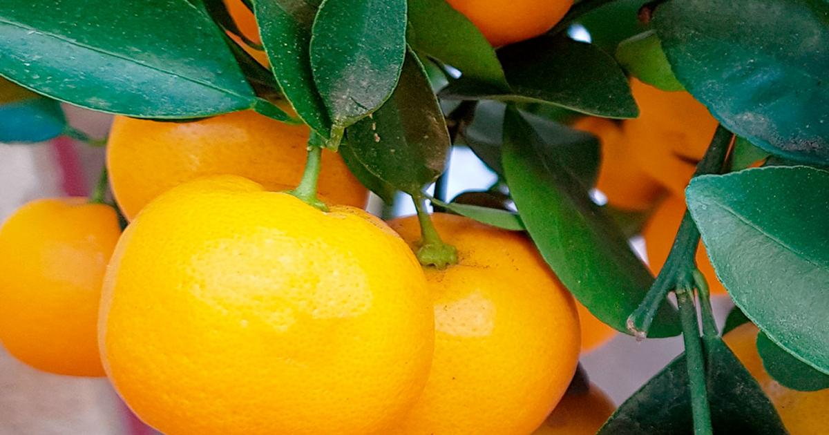 How To Grow And Care For Oranges Lovethegarden
