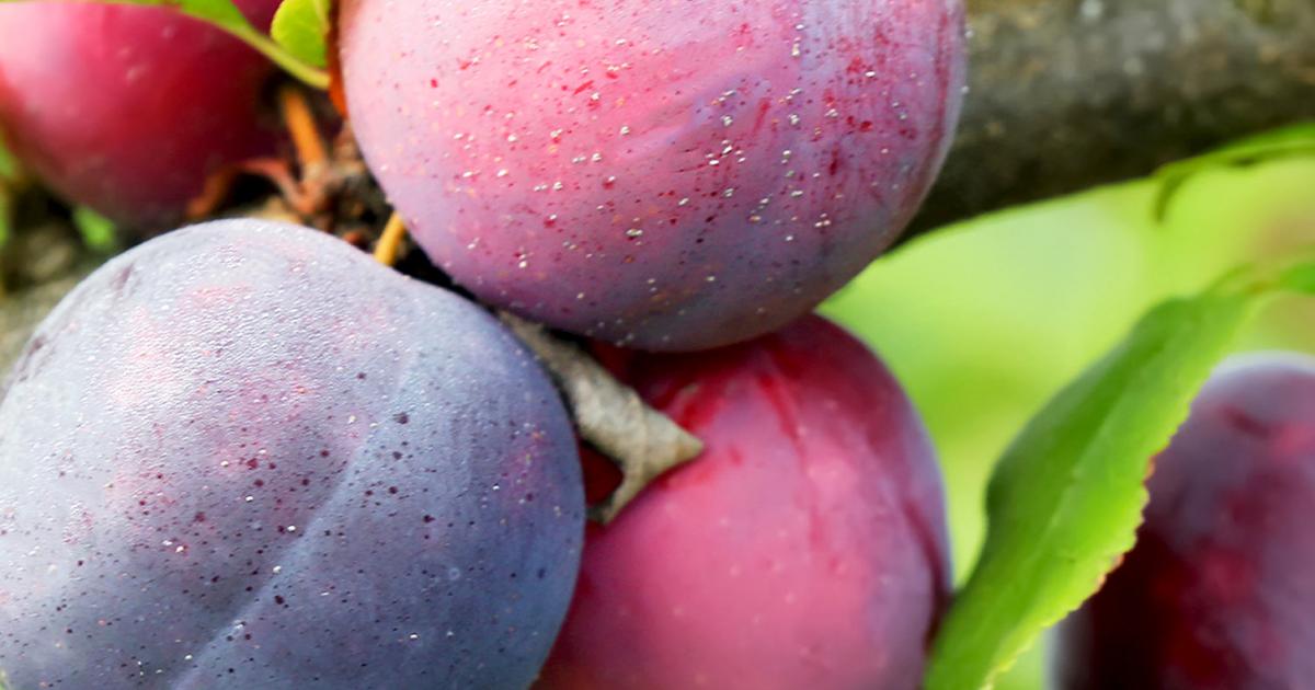 How to grow plums, damsons and gages | lovethegarden