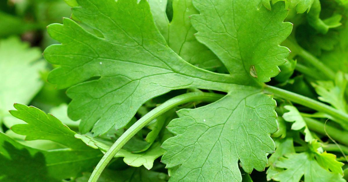 How to grow and care for coriander lovethegarden