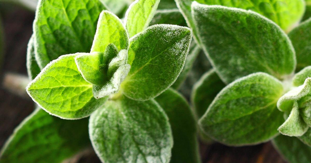 How to grow marjoram and oregano lovethegarden