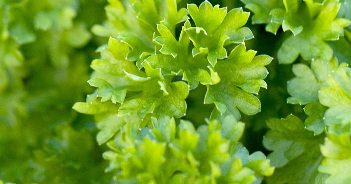 How To Grow And Care For Parsley Lovethegarden How To Grow And Care For Parsley Lovethegarden