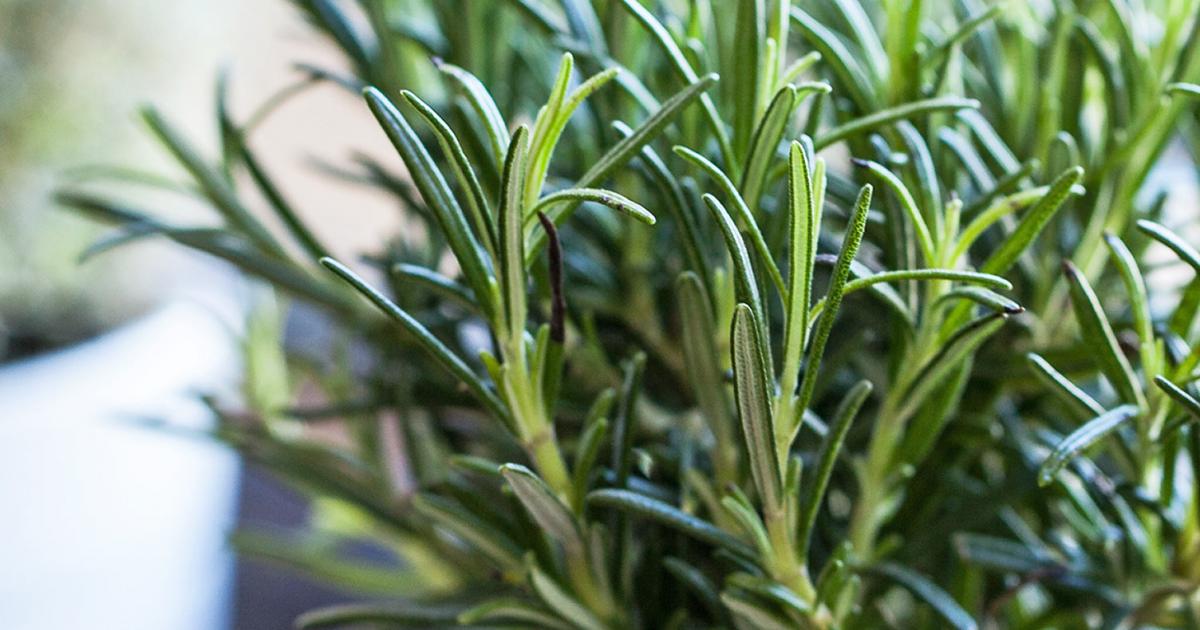 How to grow and care for rosemary | lovethegarden